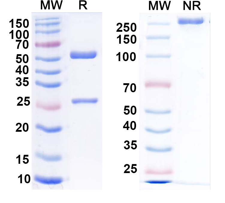 SDS-PAGE for Anti-HEV Capsid protein Antibody (8G12)
