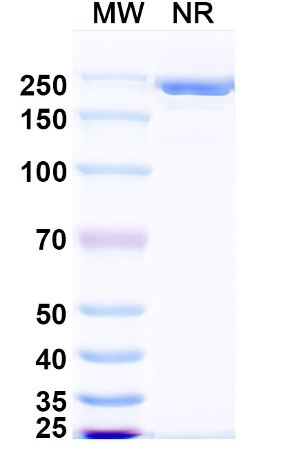 SDS-PAGE for Anti-HeV/NiV F/Fusion glycoprotein F0 Antibody (1F5)