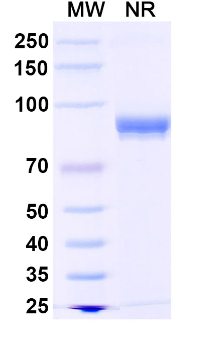 SDS-PAGE for Anti-HeV/NiV Fusion Protein Antibody (DS90)