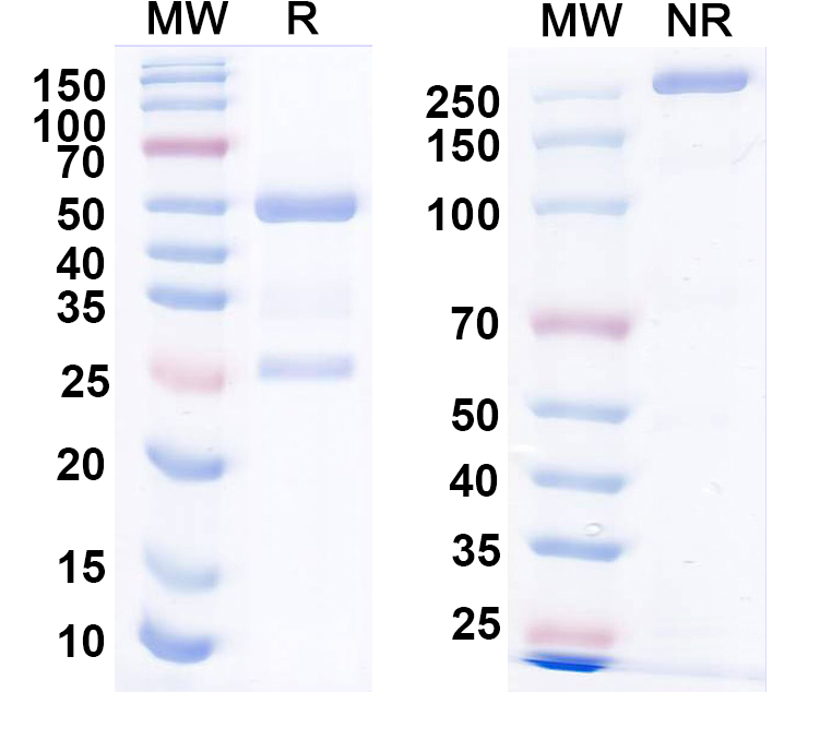 SDS-PAGE for Anti-HeV/NiV Glycoprotein G Antibody (HENV-1)
