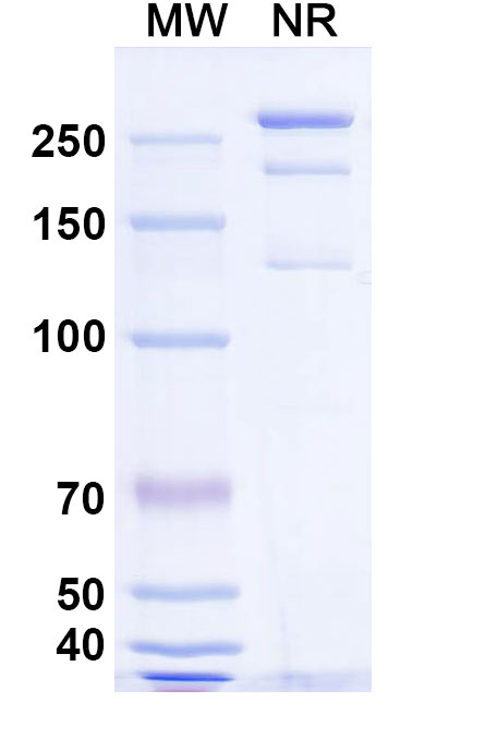 SDS-PAGE for Anti-HeV/NiV Glycoprotein G Antibody (HENV-18)