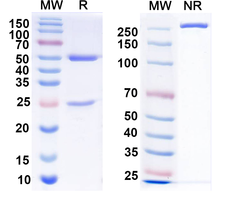 SDS-PAGE for Anti-HeV/NiV Glycoprotein G Antibody (HENV-32)