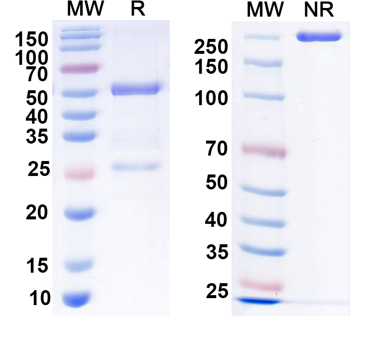 SDS-PAGE for Anti-HeV/NiV Glycoprotein G Antibody (m102.3)