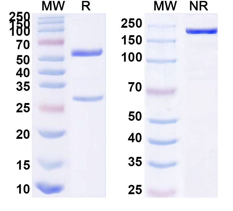 SDS-PAGE for Anti-HHV-5/HCMV UL130 Antibody (8I21#)