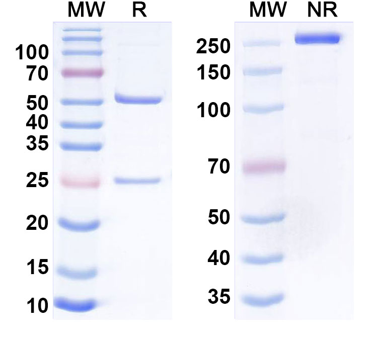 SDS-PAGE for Anti-Histone H1 mimotope (SSVLYGGPPSAA) Antibody (SSV mAb)