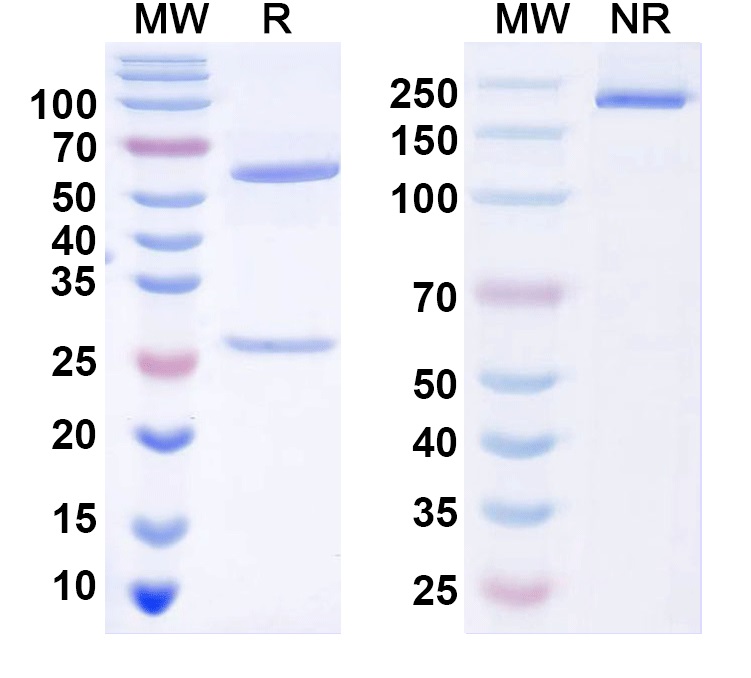 SDS-PAGE for Anti-Histone H3.3 Antibody (N158/15)