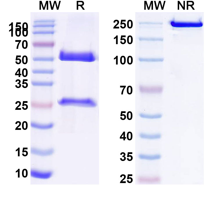 SDS-PAGE for Anti-HIV-1 gp120 Broadly Neutralizing Antibody (2G12)