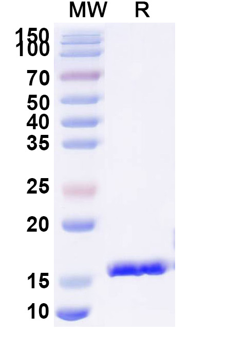 SDS-PAGE for Anti-HIV1 Gag polyprotein VHH (SAA0890)