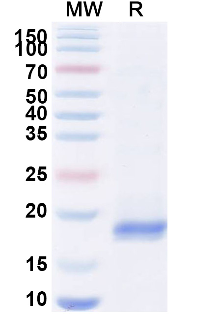 SDS-PAGE for Anti-HIV1 Gag polyprotein VHH (SAA0891)