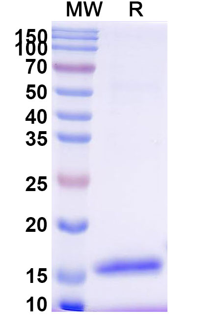 SDS-PAGE for Anti-HIV1 Surface protein gp120 VHH (SAA0881)