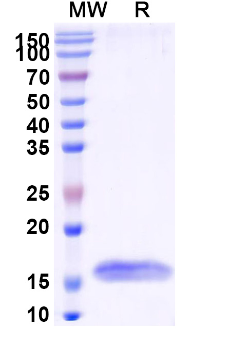 SDS-PAGE for Anti-HIV1 Surface protein gp120 VHH (SAA0882)