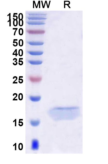 SDS-PAGE for Anti-HIV1 Surface protein gp120 VHH (SAA0894)