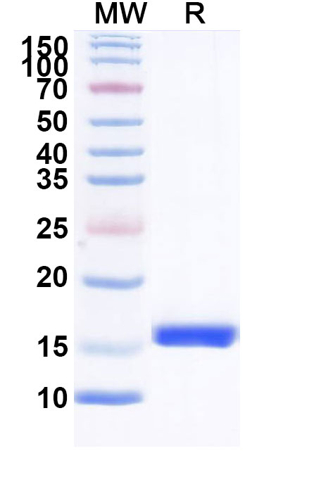 SDS-PAGE for Anti-HIV1 Surface protein gp120 VHH (SAA0912)
