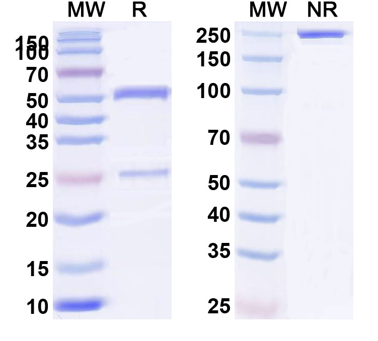 SDS-PAGE for Anti-HLA-A2-peptide (RLVDDFLLV)Monoclonal Antibody, 3A12