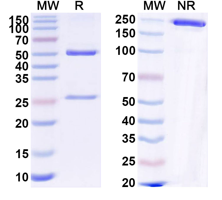 SDS-PAGE for Anti-HLA-A2-peptide (RMFPNAPYL)Monoclonal Antibody, ESK1