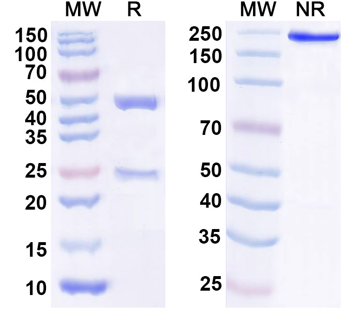 SDS-PAGE for Anti-Horse CYCS/CYC Antibody (SAA1418)