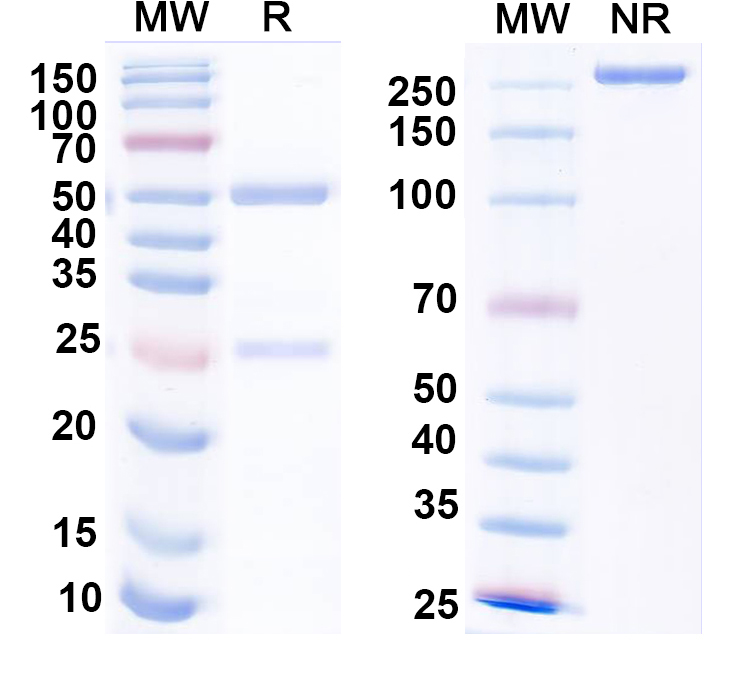 SDS-PAGE for Anti-HPV16 L1/Major capsid protein L1 Antibody (H16.14J)