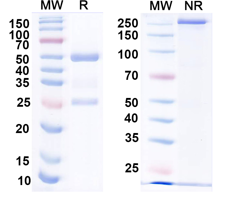 SDS-PAGE for Anti-HPV16 L1/Major capsid protein L1 Antibody (H16.1A)