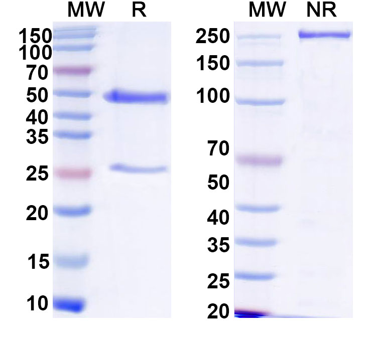 SDS-PAGE for Anti-HPV16 L1/Major capsid protein L1 Antibody (H16.8A9)
