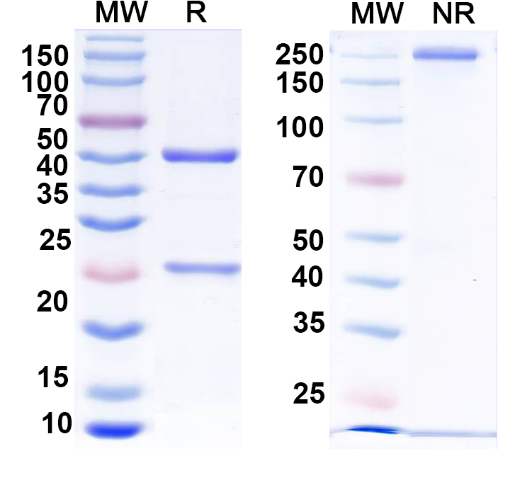 SDS-PAGE for Anti-HPV16 L1/Major capsid protein L1 Antibody (H16.U4)