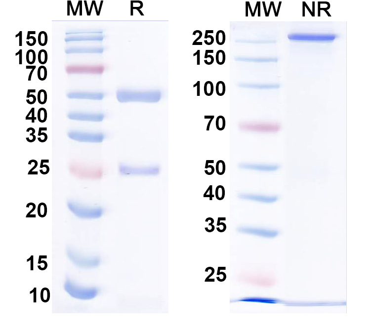 SDS-PAGE for Anti-HPV16 L1/Major capsid protein L1 Antibody (H16.V5)