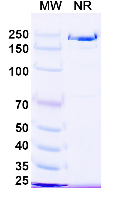 SDS-PAGE for Anti-HPV16 L2/Minor capsid protein L2 Antibody (MAb24B)