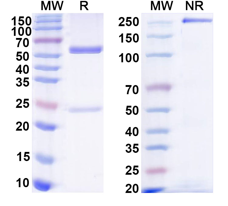 SDS-PAGE for Anti-HPV18 L1/Major capsid protein L1 Monoclonal Antibody (H18L1-A)