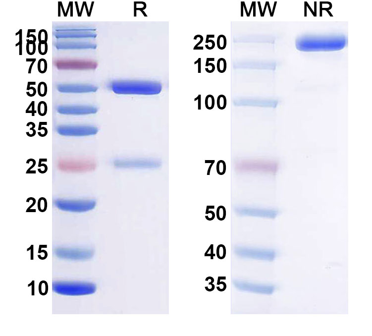 SDS-PAGE for Anti-HPV6 L1/Major capsid protein L1 Antibody (SAA2383)