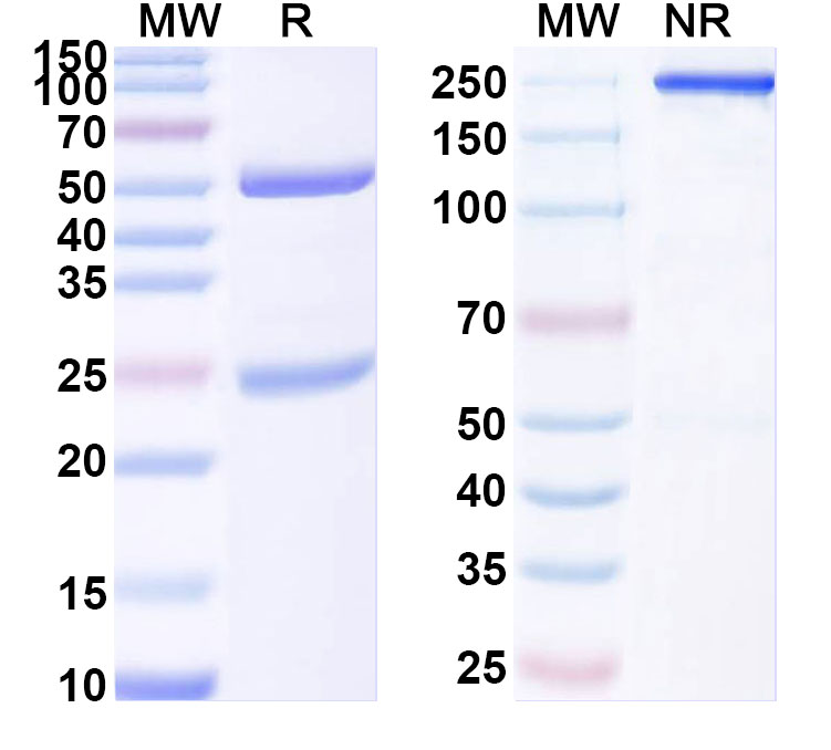 SDS-PAGE for Anti-HRSV-A/B F Protein Antibody (ADI-15600)