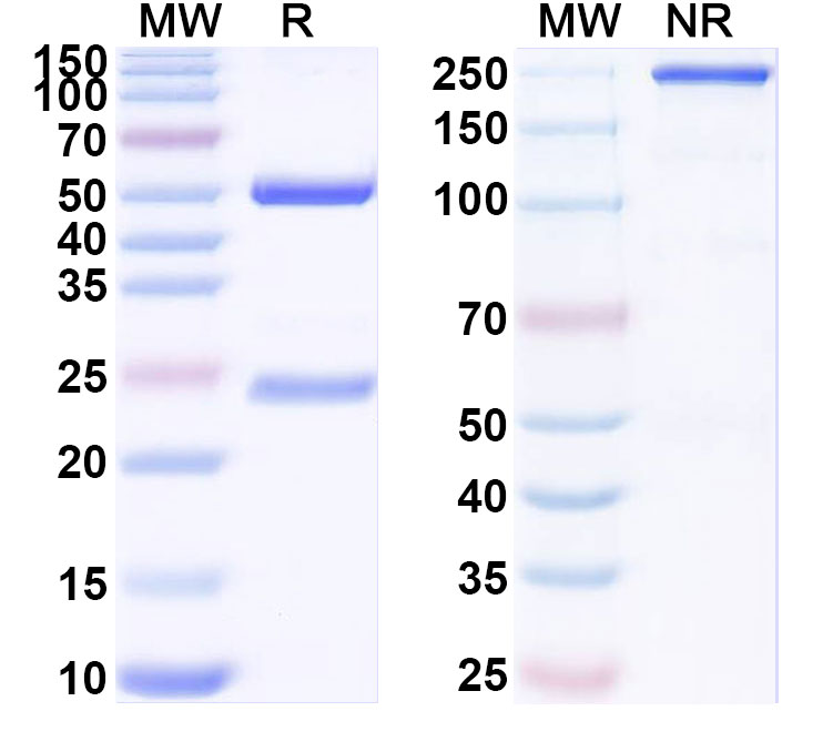 SDS-PAGE for Anti-HRSV-A/B F Protein Antibody (RB1)