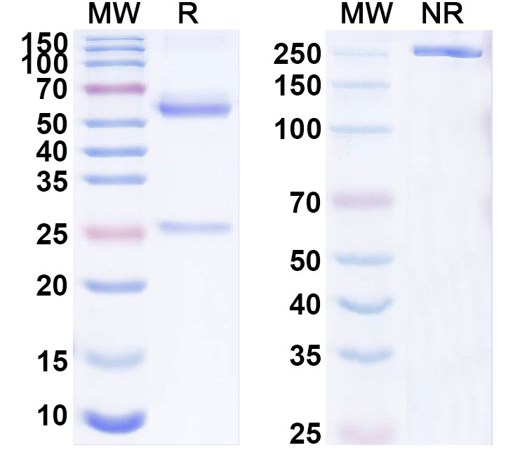 SDS-PAGE for Anti-HRSV-A/BRSV F/Fusion glycoprotein F0 Antibody (B13-1)