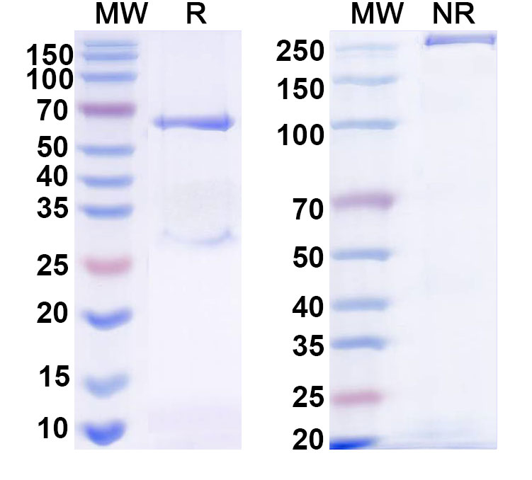 SDS-PAGE for Anti-HRSV-A/BRSV F/Fusion glycoprotein F0 Antibody (B4-1)