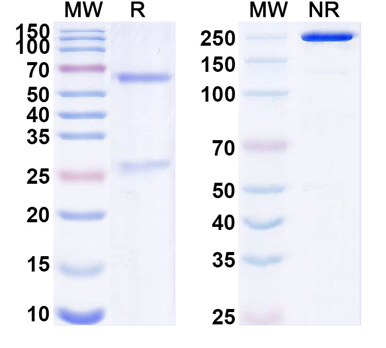 SDS-PAGE for Anti-HRSV-A F/Fusion glycoprotein F0 Antibody (101F)