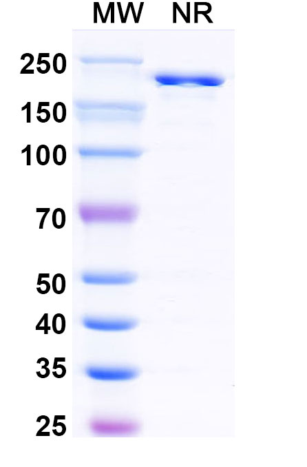 SDS-PAGE for Anti-HRSV-A F/Fusion glycoprotein F0 Antibody (5C4)