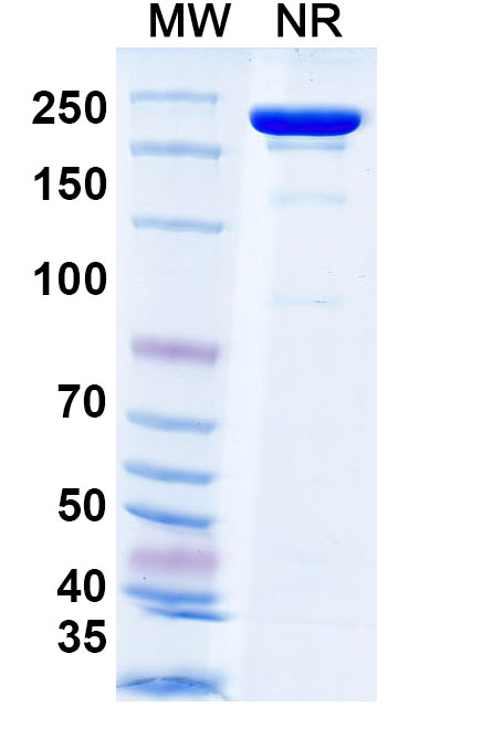 SDS-PAGE for Anti-HRSV-A F/Fusion glycoprotein F0 Antibody (AM22)