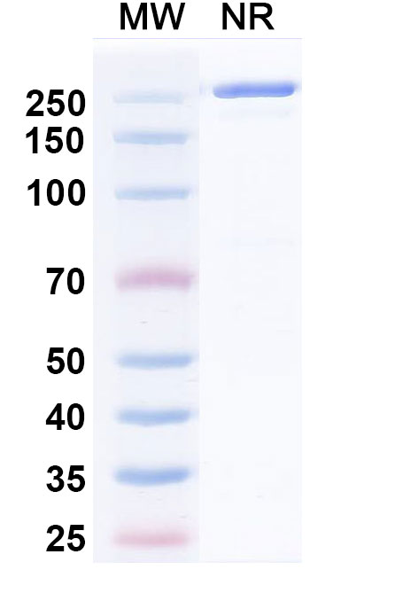SDS-PAGE for Anti-HRSV-A F/Fusion glycoprotein F0 Antibody (HNK20-hu7)