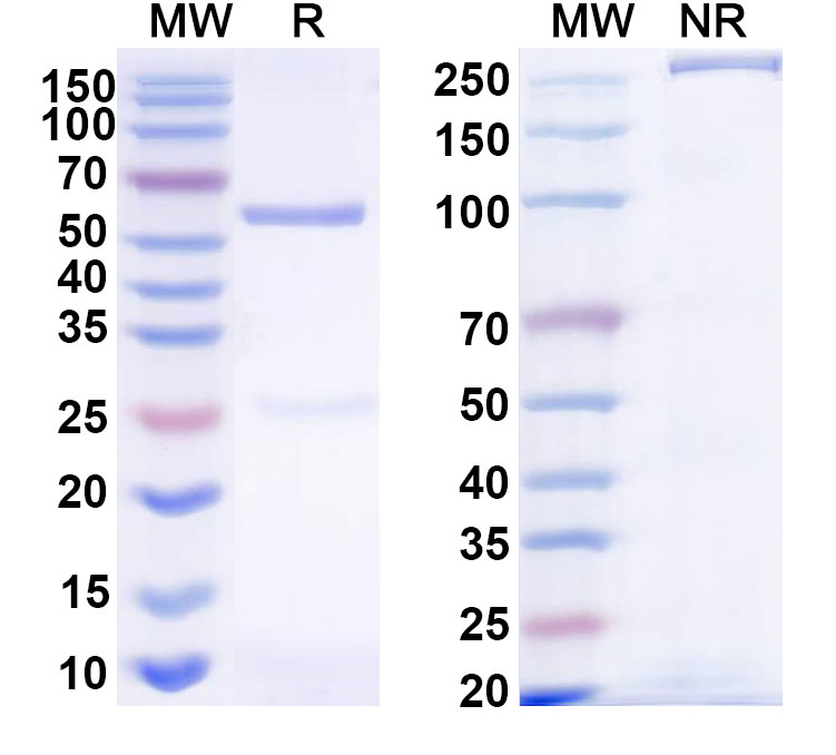 SDS-PAGE for Anti-HRSV-A F/Fusion glycoprotein F0 Antibody (HNK20)