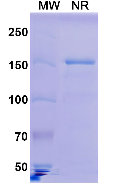 SDS-PAGE for Anti-HRSV-A F/Fusion glycoprotein F0 Antibody (MPE8)