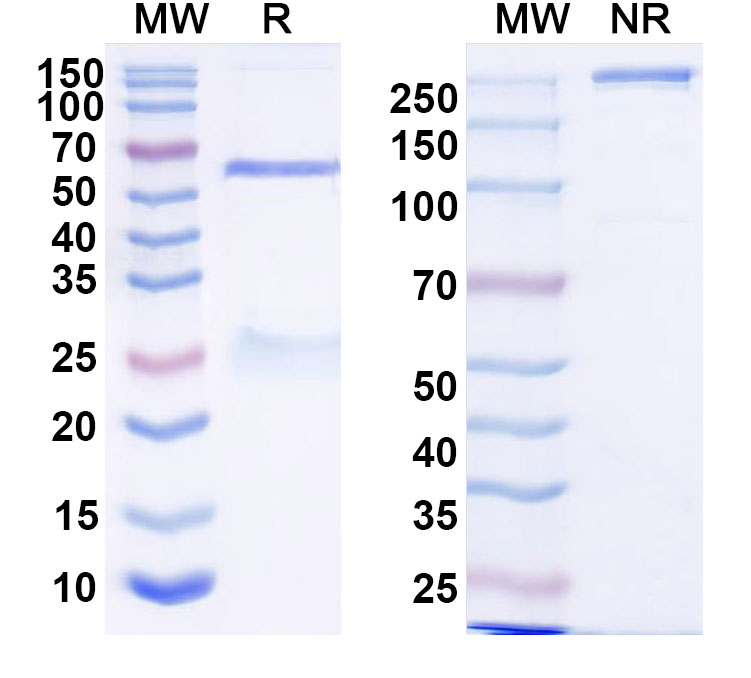 SDS-PAGE for Anti-HRSV-A F/Fusion glycoprotein F0 Antibody (RF2)