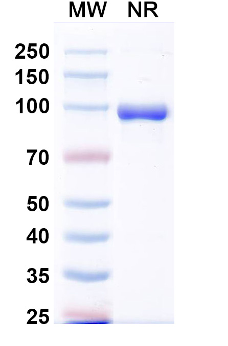 SDS-PAGE for Anti-HRSV-A F/Fusion glycoprotein F0 Antibody (VHHL66)