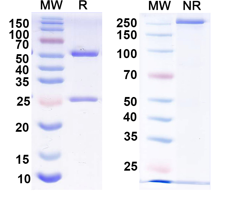 SDS-PAGE for Anti-HRSV-A G/Major surface glycoprotein G Monoclonal Antibody, 3D3