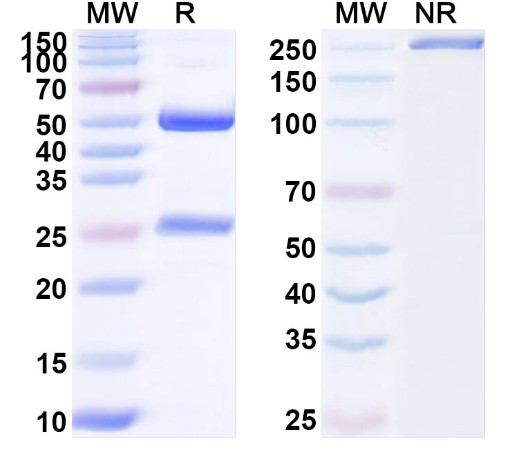 SDS-PAGE for Anti-HRSV F Protein Antibody (131-2A)