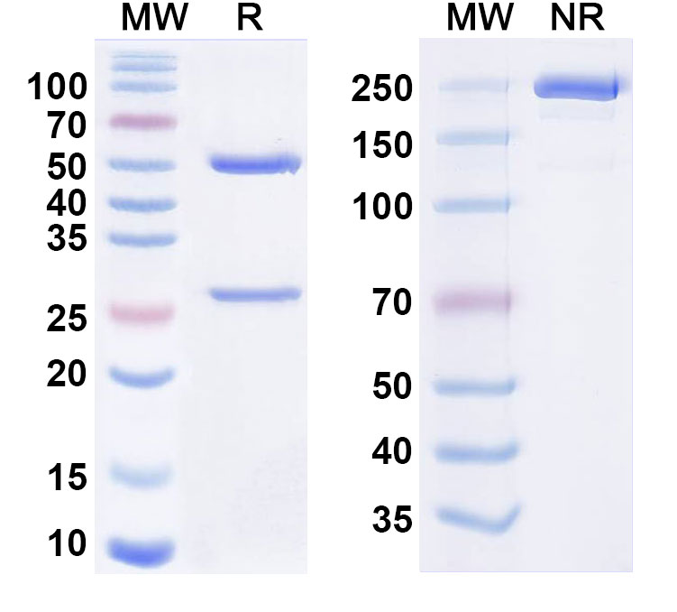 SDS-PAGE for Anti-HRSV Prefusion/Pre-F Monoclonal Antibody (RSM01)