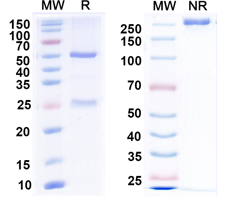 SDS-PAGE for Anti-HSV-2/HHV-2 gD/Envelope glycoprotein D Antibody (SAA0365)