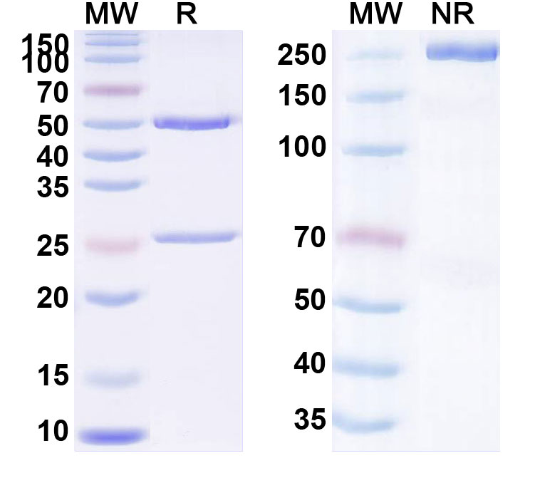 SDS-PAGE for Anti-HTLV-1 Glycoprotein 46/gp46 Antibody (SAA2372)