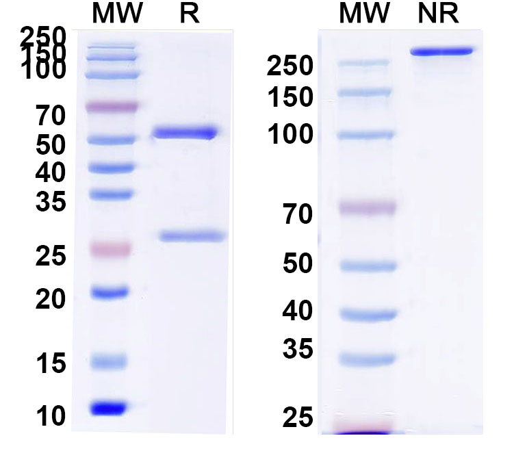 SDS-PAGE for Anti-Human A2AR/ADORA2A Antibody (1B5-3D7)