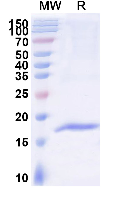 SDS-PAGE for Anti-Human ACKR1/CD234 VHH&reg; (SAA2301)