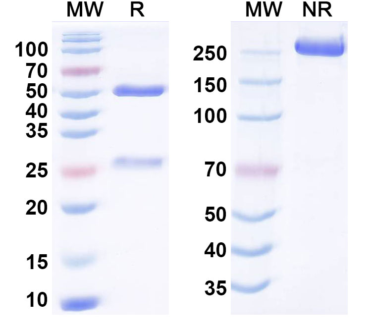 SDS-PAGE for Anti-Human ACVR1/ALK-2 Monoclonal Antibody (DS-6016a)