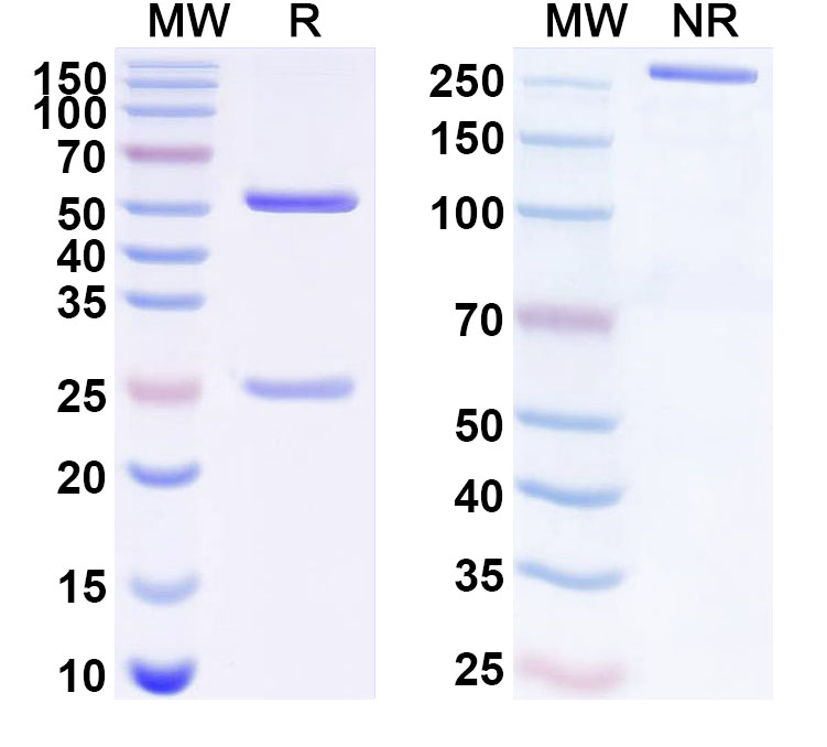 SDS-PAGE for Anti-Human ACVR1C Monoclonal Antibody (ABS0782)