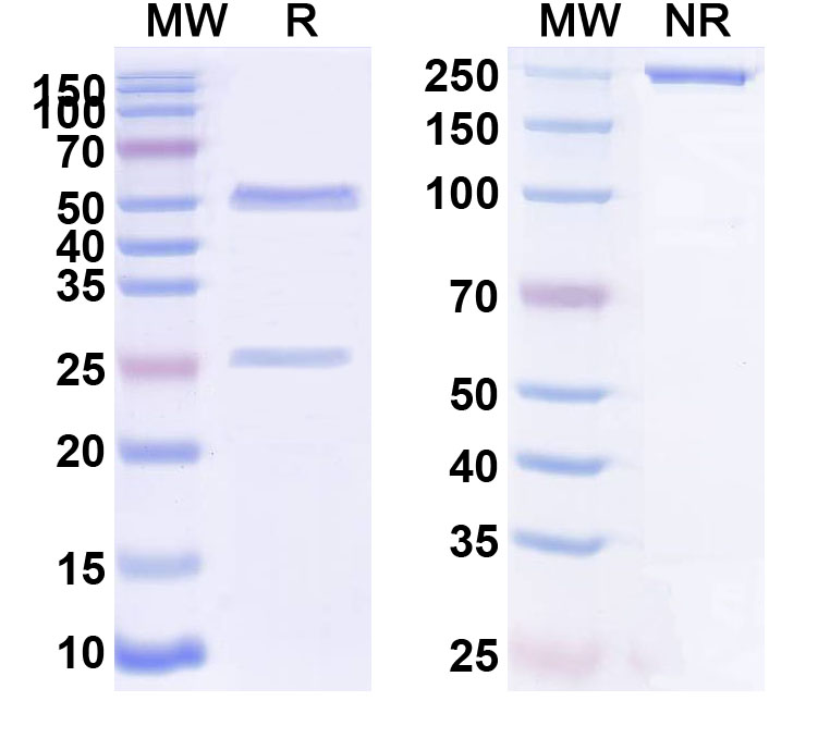 SDS-PAGE for Anti-Human ACVR2A & ACVR2B Monoclonal Antibody (ABS0380)